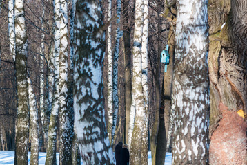 Bright blue birdhouse between the trees