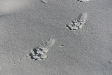 Dog footprints in the fresh snow