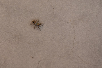 Spider climbing a polished concrete wall