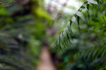 palm branch hanging on the background of the path among the green plants Shallow DOF