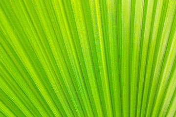 Obraz premium texture of green exotic palm leaves, background image