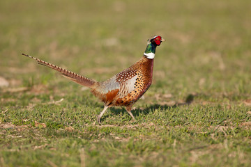 Ringneck pheasant