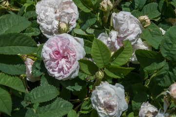 pink, white flower, rose