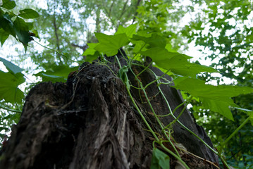 Ivy climbing an old tree stump