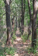 Obraz premium Forest walkway