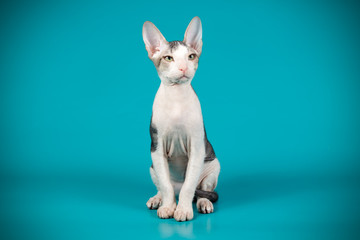 Don Sphinx cat on colored backgrounds