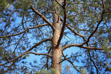 The trunk of a tall pine against the blue sky