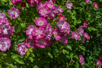 pink, white flower, rose