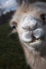 Fototapeta premium Portrait of a camel