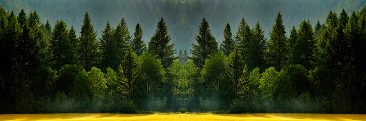 Waldregensturm mit fallenden Tropfen und üppigen Bäumen © Lane Erickson