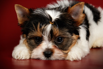 Biewer Yorkshire Terrier on colored backgrounds