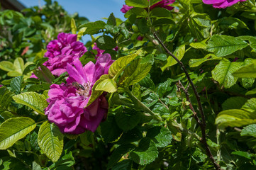 pink flower, rose