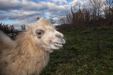 Portrait of a camel