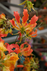 orange, red flower, fire lili