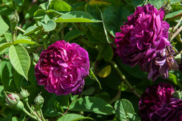 Obraz premium pink flower, rose