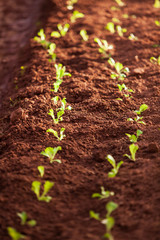 Organic vegetables in a nursery greenhouse.