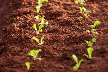 Organic vegetables in a nursery greenhouse.