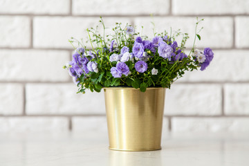 Campanula flowers in a golden pot.