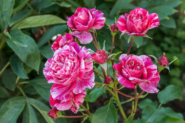 pink, white flower, rose