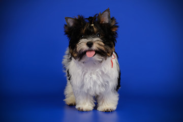 Biewer Yorkshire Terrier on colored backgrounds