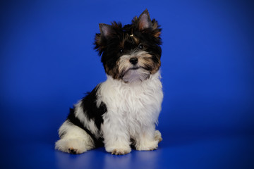 Biewer Yorkshire Terrier on colored backgrounds