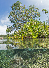 Under over of mangroves in Raja Ampat