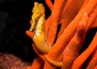 Orange seahorse © The Ocean Agency