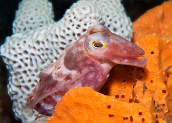 Cuttlefish on orange coral
