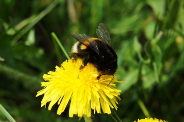 Bumblebee on a dandelion.