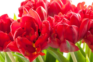 Beautiful bouquet of red tulips, wonderful springtime