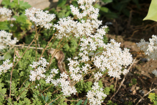 Flowers of Sedum album or White stonecrop. General view of group of flowering plants in garden