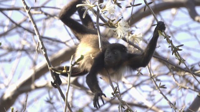 Wild Howler monkey eating a flower
