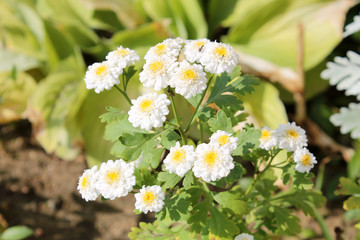 White double flowers of Achillea ptarmica or European pellitory in garden