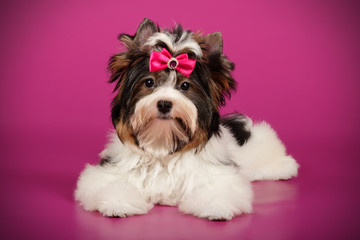 Biewer Yorkshire Terrier on colored backgrounds