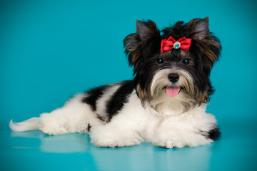 Biewer Yorkshire Terrier on colored backgrounds