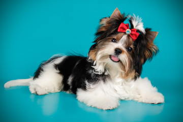 Biewer Yorkshire Terrier on colored backgrounds