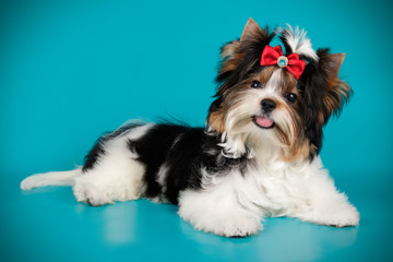 Biewer Yorkshire Terrier on colored backgrounds