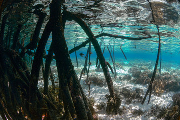 Roots of mangroves in Raja Ampat