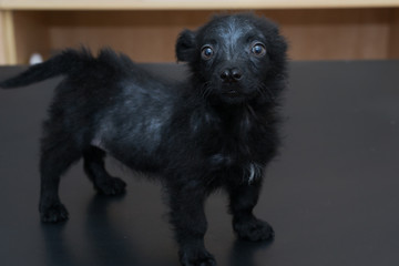 black puppy with split nose and demodectic mange, .located at the head and body level