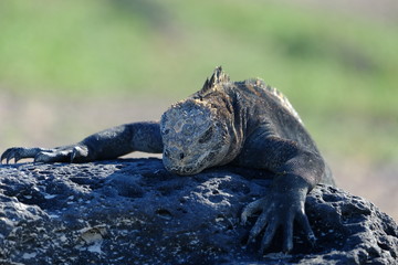 Iguana beach rock
