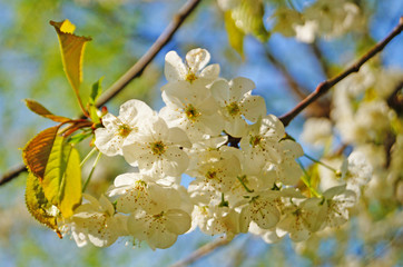 Cherry and sweet cherry flowers with delicate white petals on a tree branch with green leaves