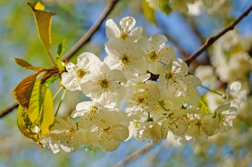 Cherry and sweet cherry flowers with delicate white petals on a tree branch with green leaves