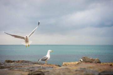 Fototapeta na wymiar Two seagulls on rocks at the beach