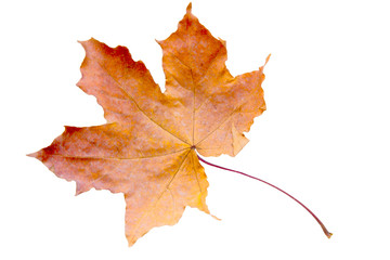 maple tree leaf