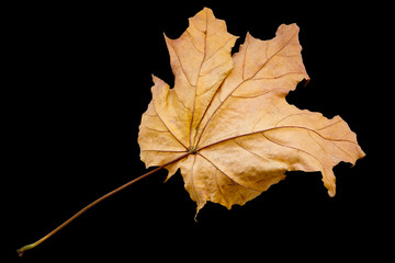 maple tree leaf