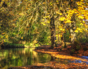 Trees surrounded by autumn leaves and stagnant water in British national park.