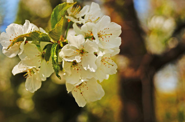Cherry and sweet cherry flowers with delicate white petals on a tree branch with green leaves