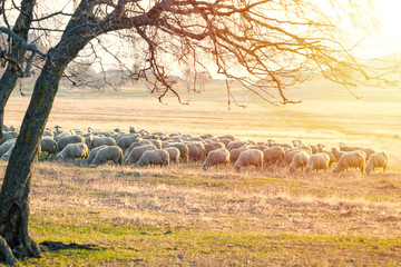 Herd of sheep on meadow