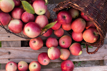 Red apples  in baskets and boxes on the  green grass in autumn orchard.   Apple harvest and picking apples on farm in autumn.