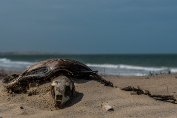 turtle skeleton on the beach